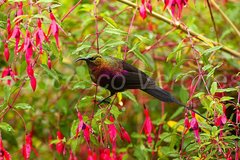 Tacazze Sunbird photo 3