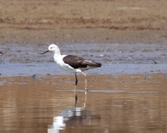 Recurvirostra andina