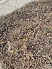 Brassica tournefortii