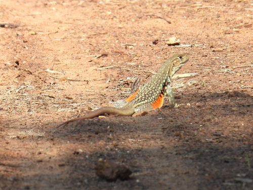 Red-banded Butterfly Lizard