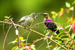 Tacazze Sunbird photo 4