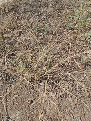 Brassica tournefortii