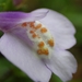 Mazus fauriei - Photo (c) 傻子, some rights reserved (CC BY-NC), uploaded by 傻子