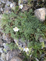 Cherleria circassica