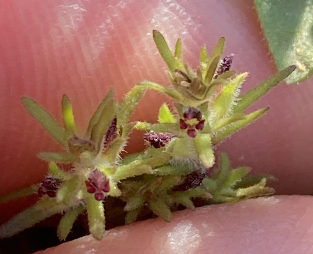 Triphysaria pusilla; photograph (c) Adam J. Searcy, some rights reserved (CC BY)