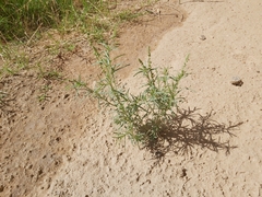 Reseda muricata