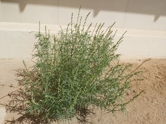 Oligomeris linifolia