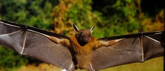 Cynopterus sphinx