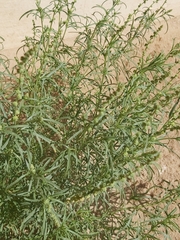 Oligomeris linifolia