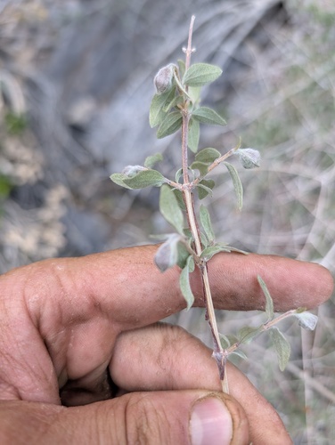 Philadelphus microphyllus, photograph 5