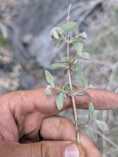 Philadelphus microphyllus, photograph 6