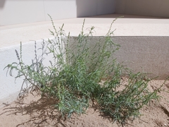Oligomeris linifolia
