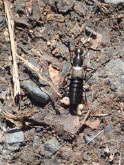 Philonthus decorus
