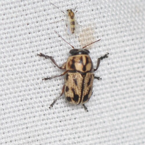 Pachybrachis subvittatus