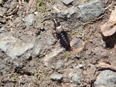 Philonthus decorus