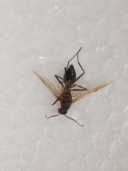 Camponotus xerxes