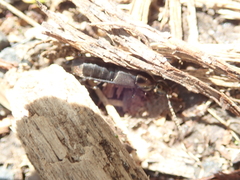 Philonthus decorus