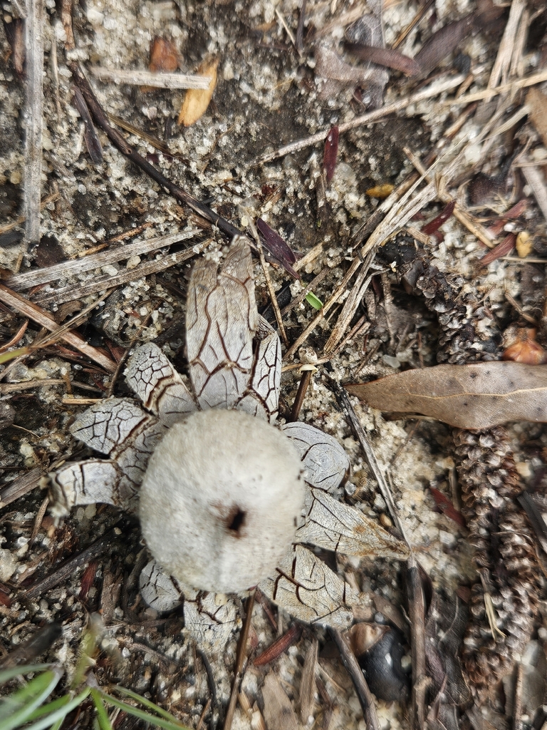 Astraeus morganii · May 2026 · photo: Photo: (c) willingarden, some rights reserved (CC BY) · iNaturalist