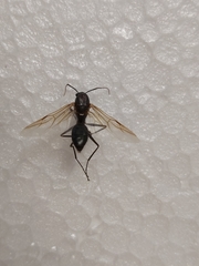Camponotus xerxes