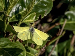 Gonepteryx rhamni