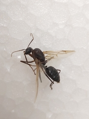 Camponotus xerxes