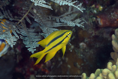 Neoglyphidodon nigroris