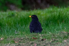 Turdus merula