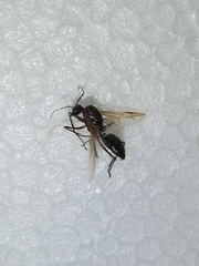 Camponotus xerxes