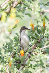 Eastern Violet-Backed Sunbird photo 2