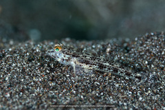 Black-Spot Sandgoby photo 1