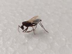 Camponotus xerxes