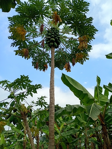Papaya