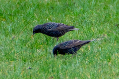Sturnus vulgaris