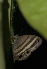 Magneuptychia