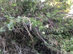 Desmanthus pernambucanus