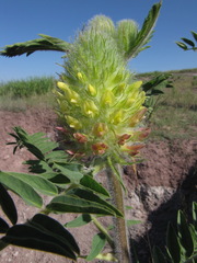 Astragalus alopecurus