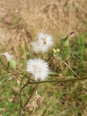 Sonchus oleraceus
