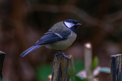 Parus major