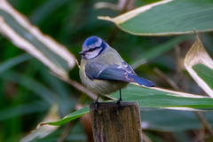 Cyanistes caeruleus