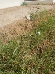 Sonchus oleraceus