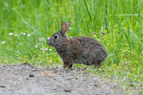 Brush Rabbit observed by jcsullivan