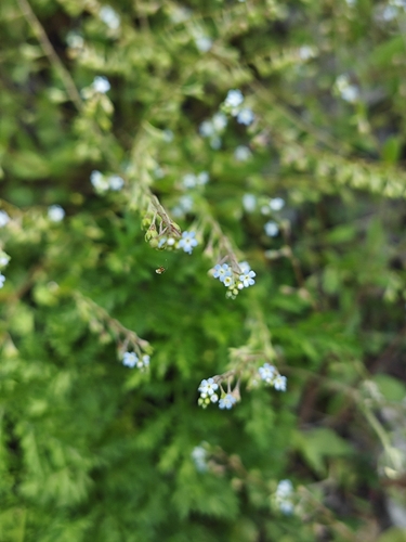 Cucumber-herb