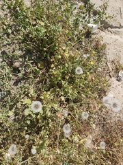 Urospermum picroides