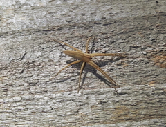 Pisaurina dubia