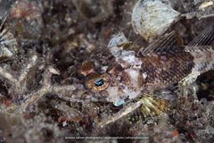 Platycephalidae