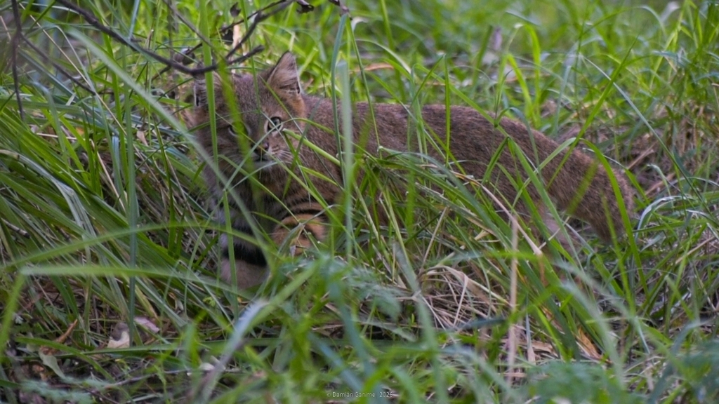 Pampas Cat