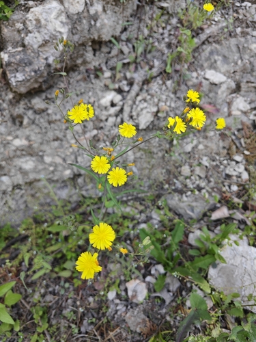 sonchus-leaf crepidiastrum