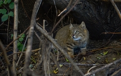 Pampas Cat photo 3