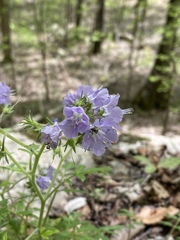 Phacelia bipinnatifida