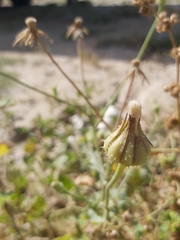 Urospermum picroides